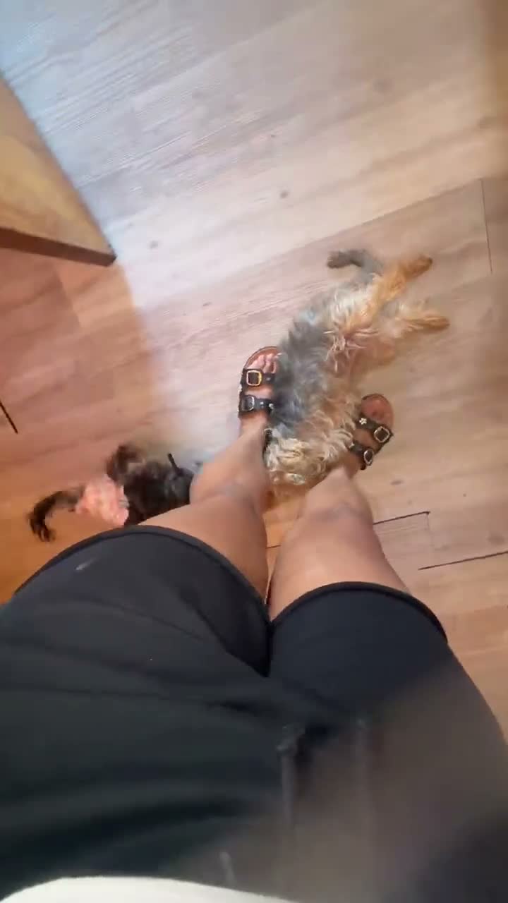 Yorkshire Terrier dogs for sale: Yorkshire Terrier 1 - Video 2