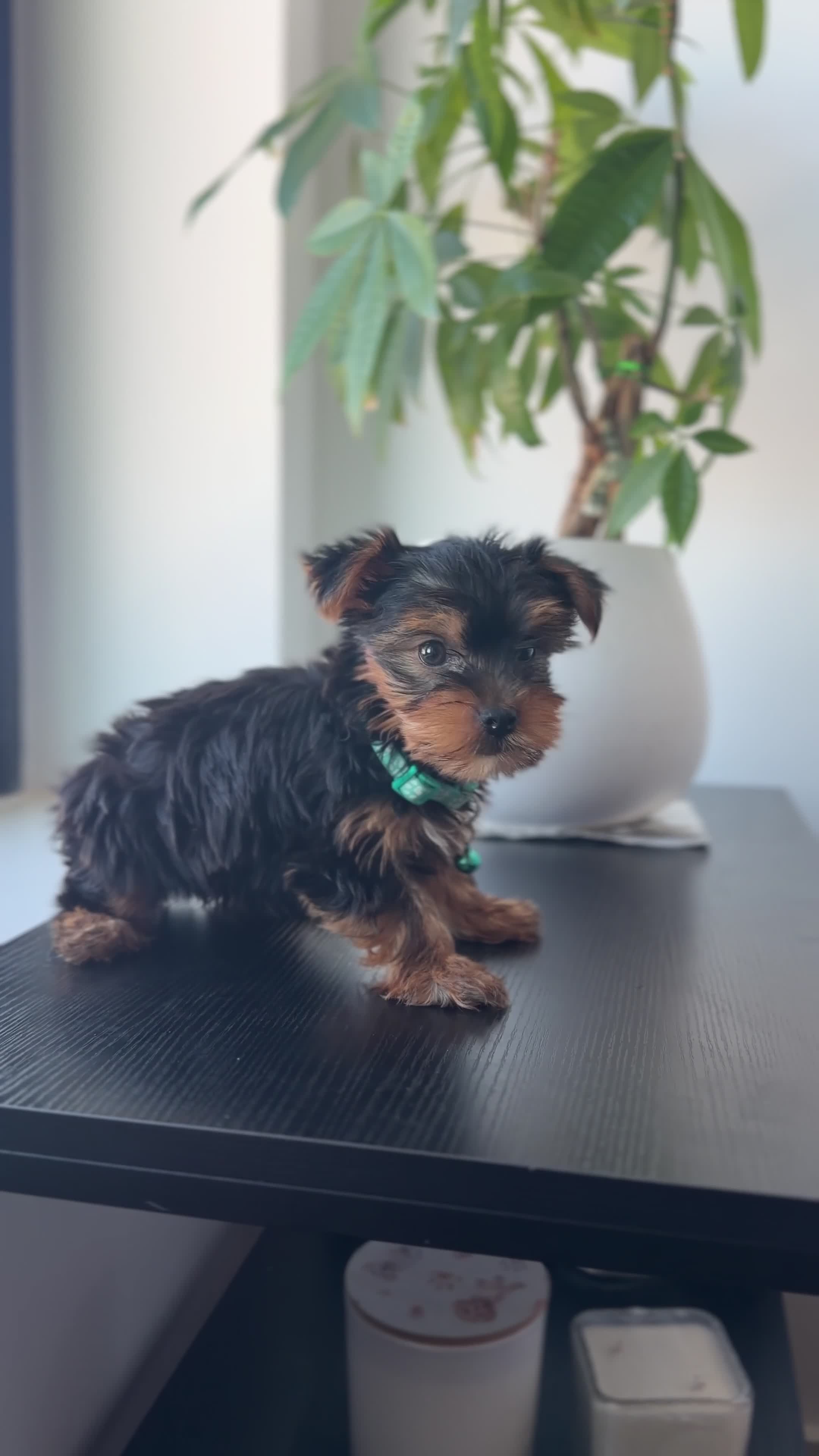 Yorkshire Terrier dogs for sale: Teacup Mya - Video 1