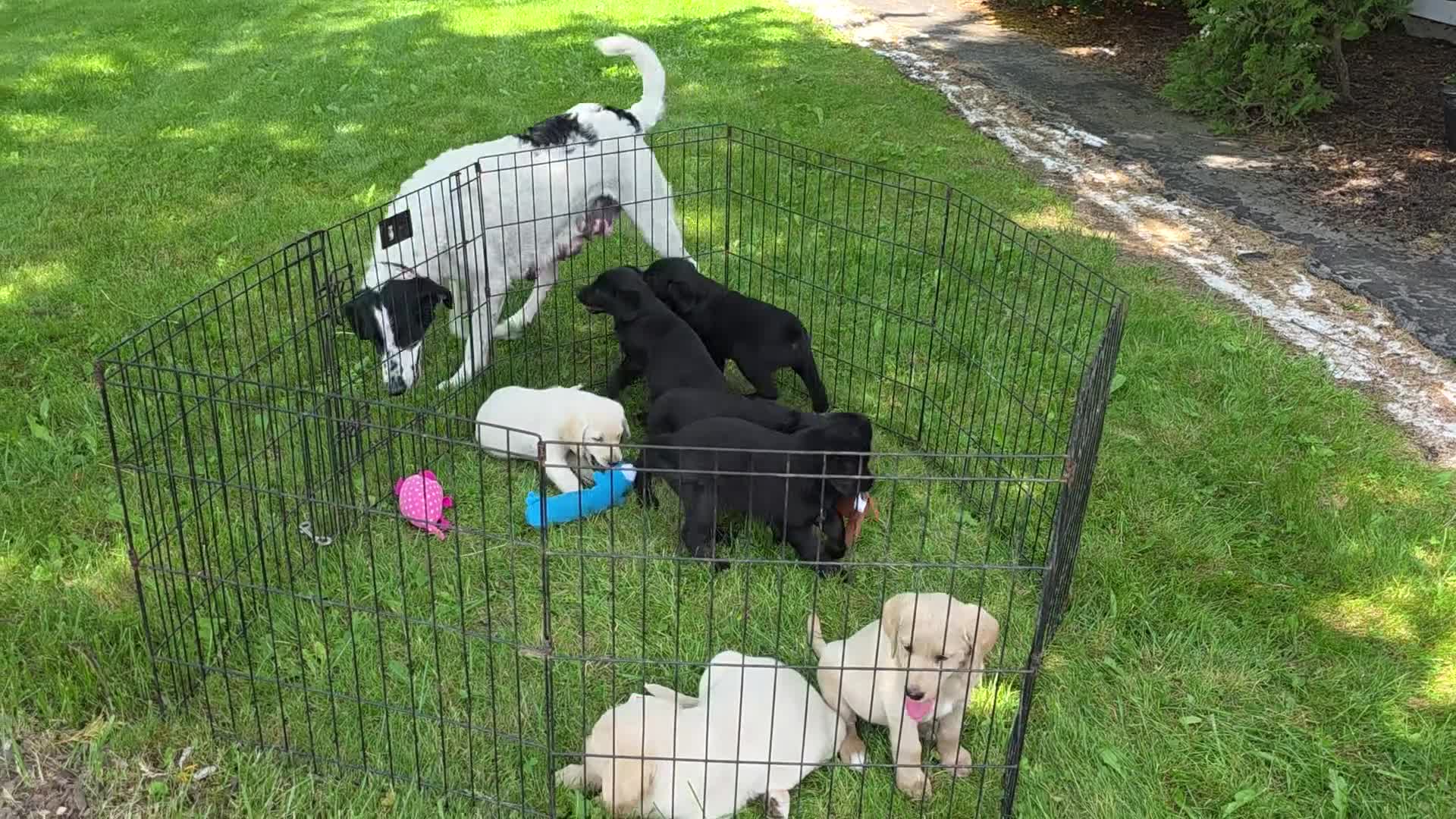 Labradoodle dogs for sale: Raven - Video 1