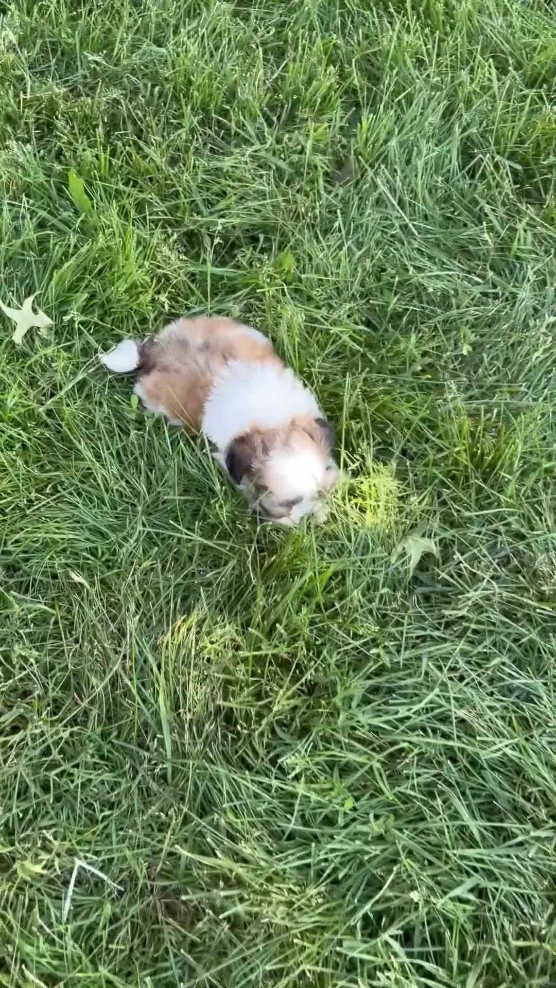 Mixed Breed dogs for sale: Vino - Video 1