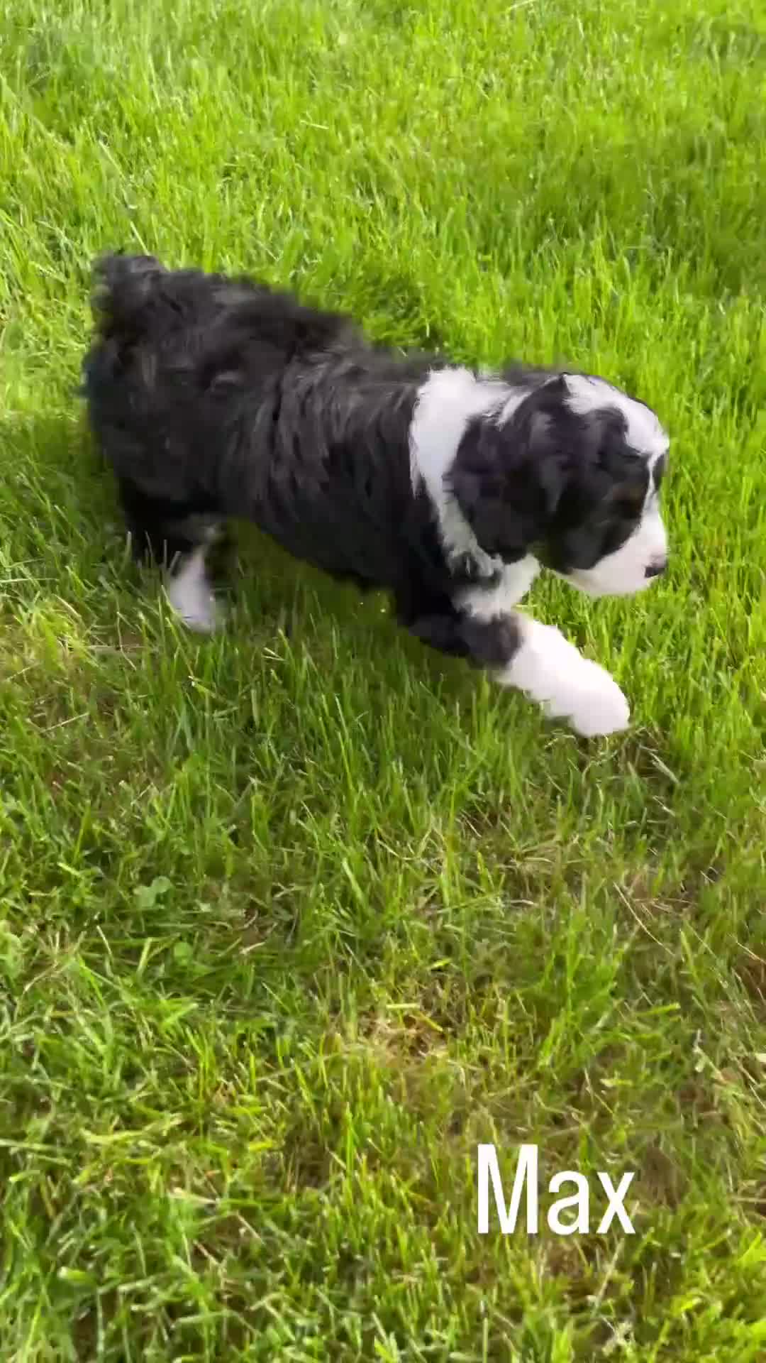 Mini Aussiedoodle dogs for sale: Max - Video 1