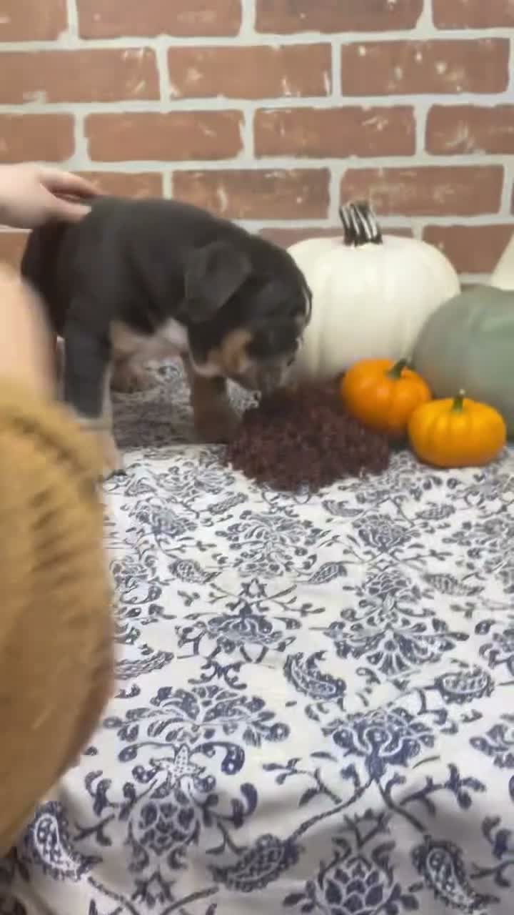 English Bulldog dogs for sale: Hazel - Video 1
