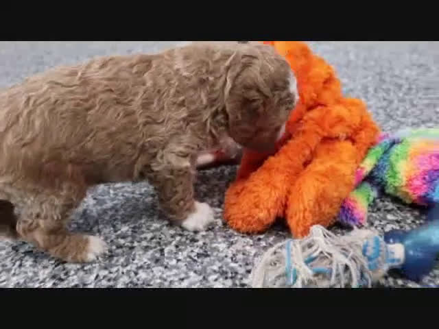 Mini Goldendoodle dogs for sale: Maggie - Video 4