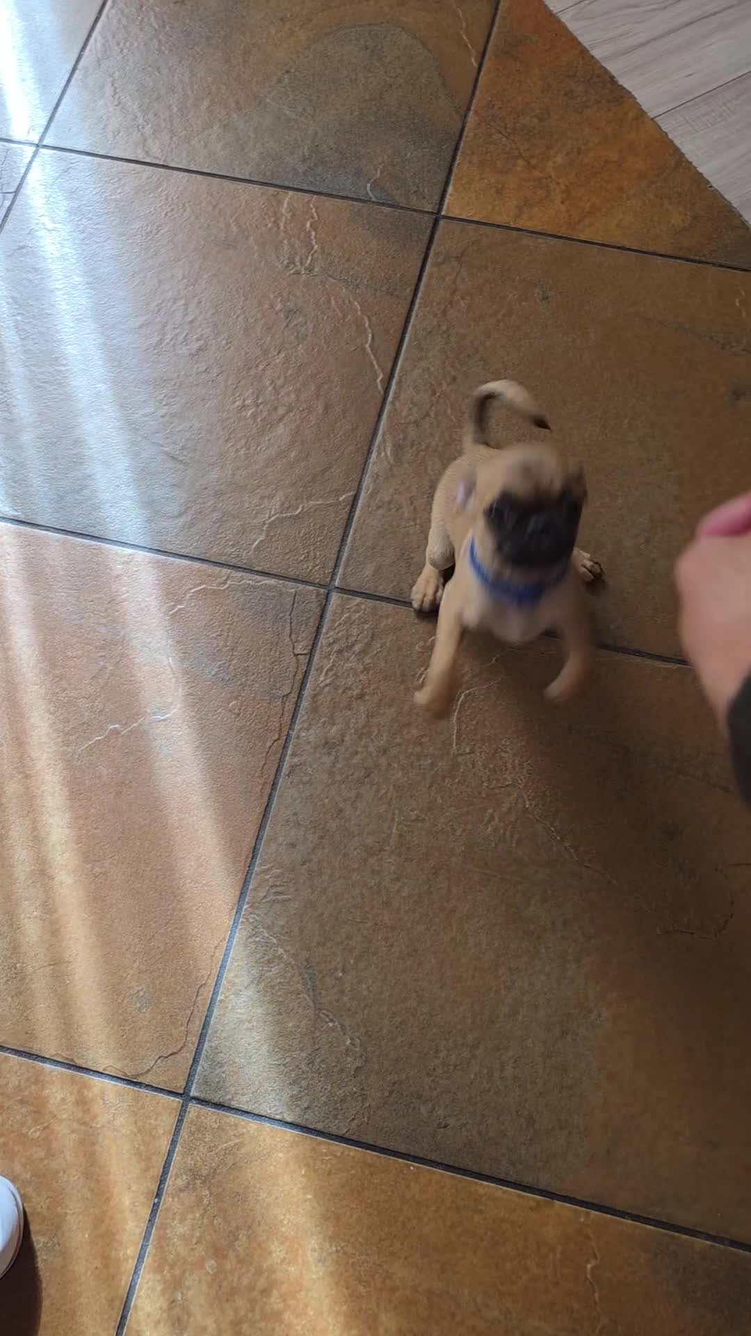 Frenchton dogs for sale: Frenchton 1 - Video 1
