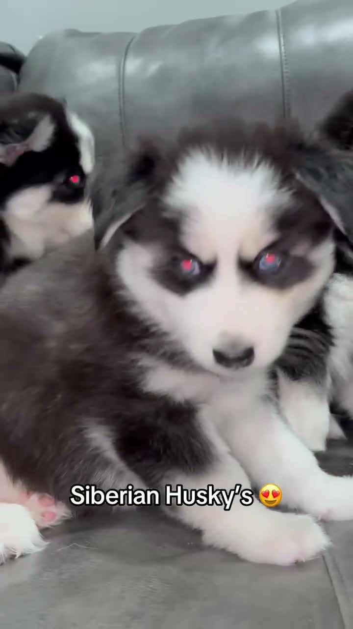 Siberian Husky dogs for sale: Blue - Video 1