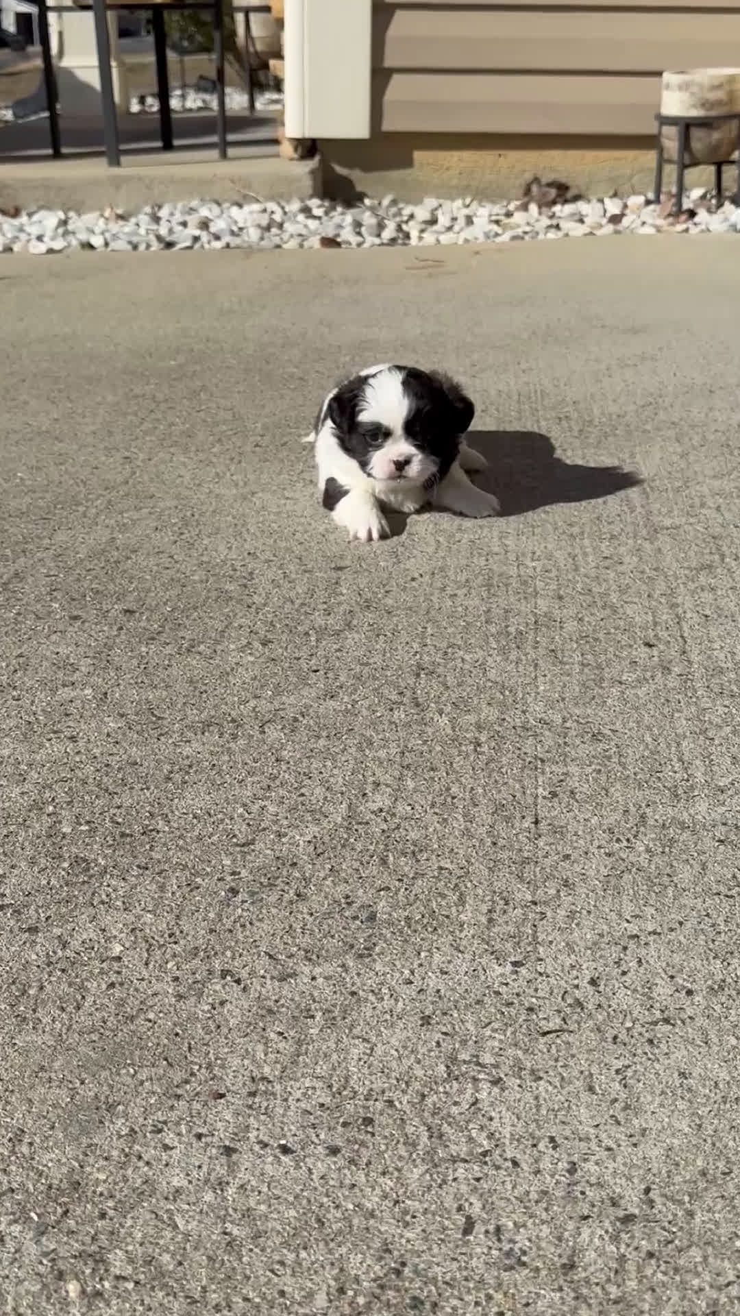 Shih Tzu dogs for sale: Shih Tzu Puppy 1 - Video 1