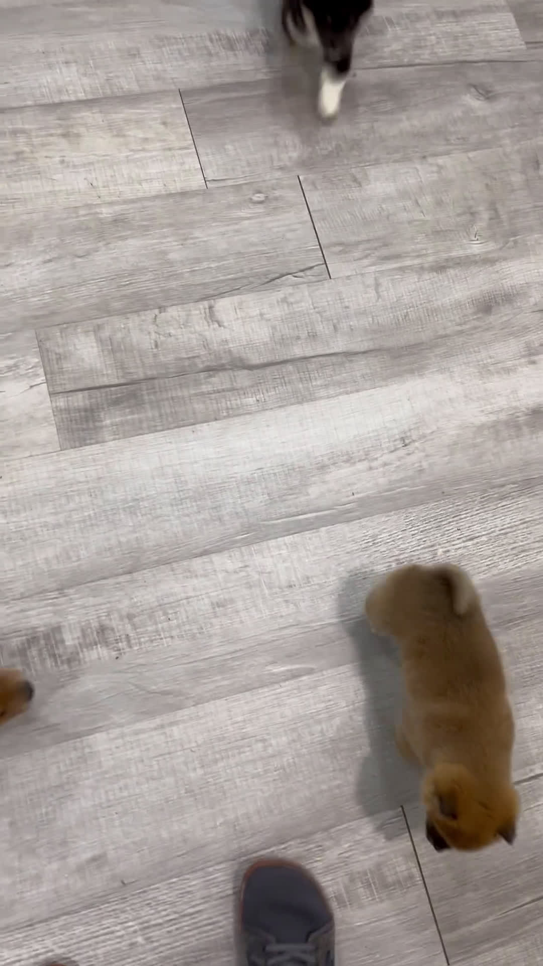 Shiba Inu dogs for sale: Kingsley - Video 2