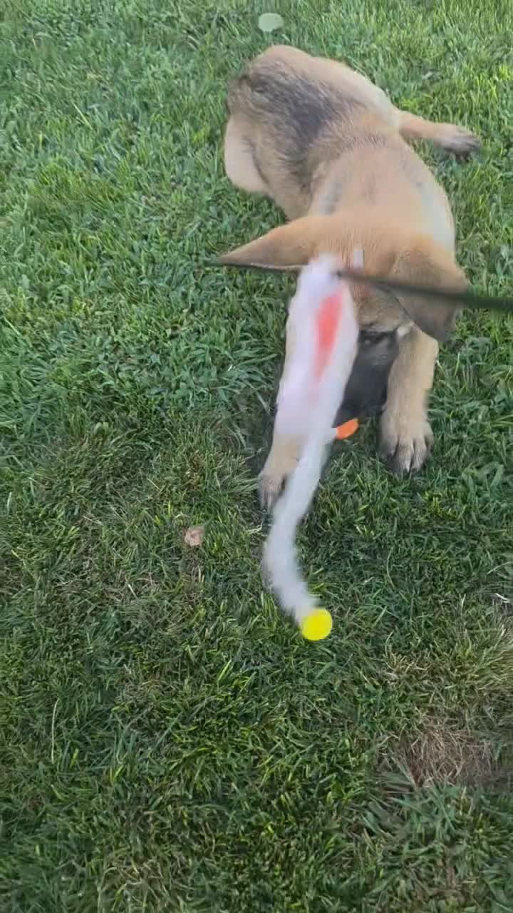 German Shepherd dogs for sale: Lily - Video 1