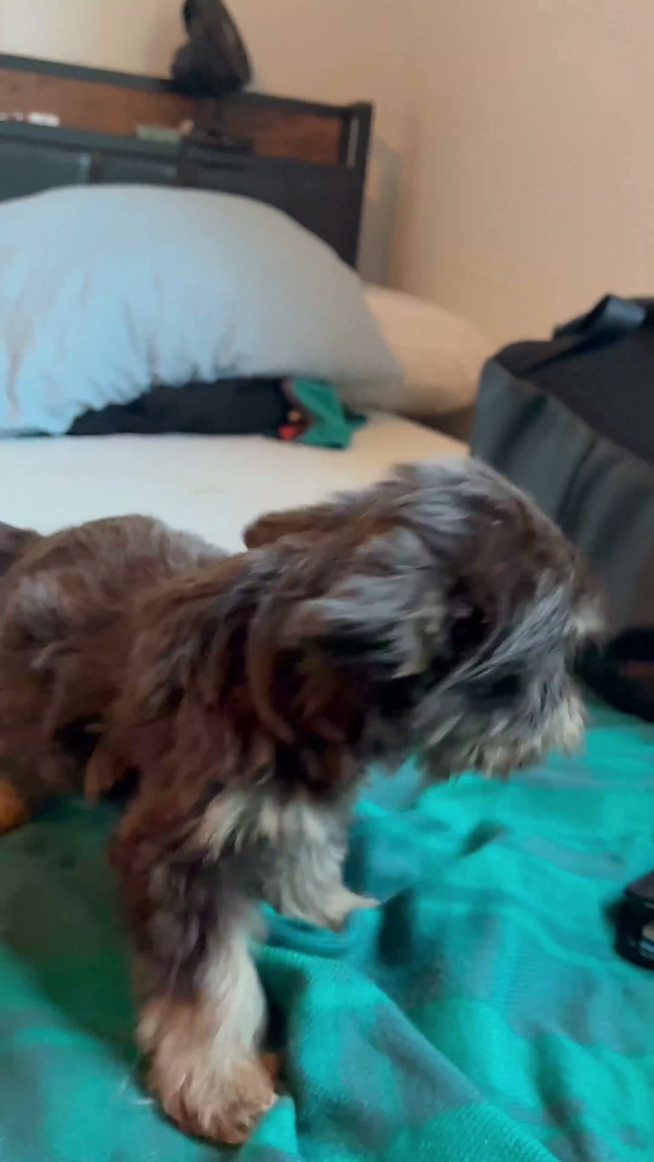 Yorkiepoo dogs for sale: Yorkiepoo 1 - Video 1