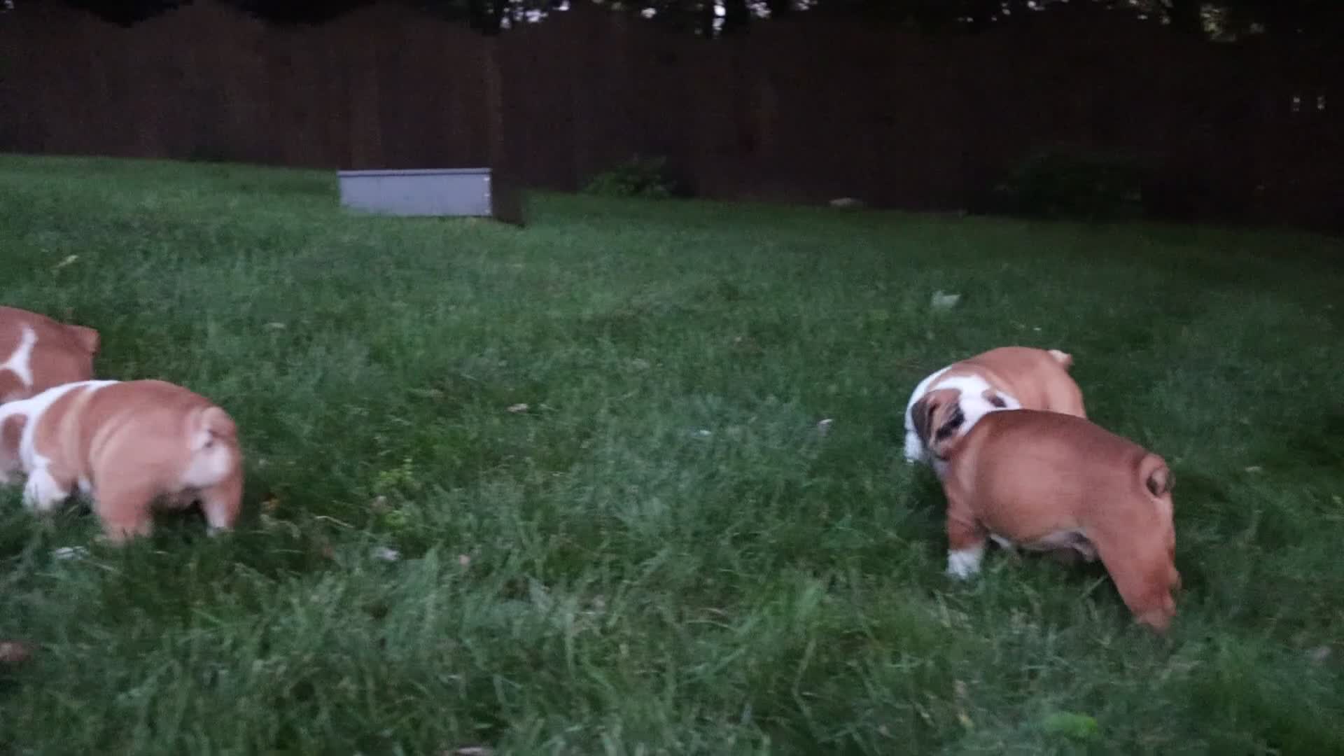 English Bulldog dogs for sale: Charlie  - Video 1