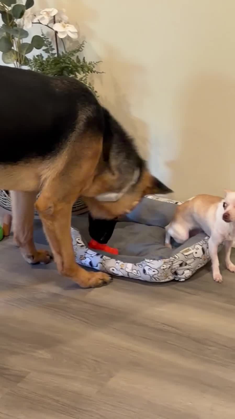 German Shepherd dogs for sale: Elvis - Video 4