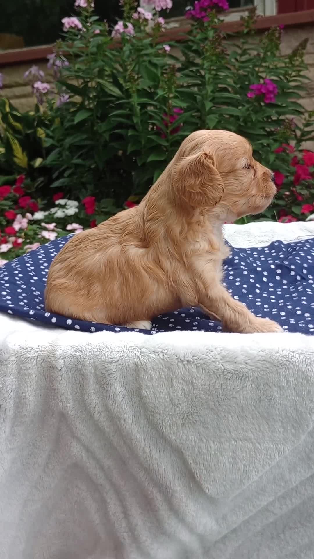 Cavapoo dogs for sale: Laredo  - Video 1