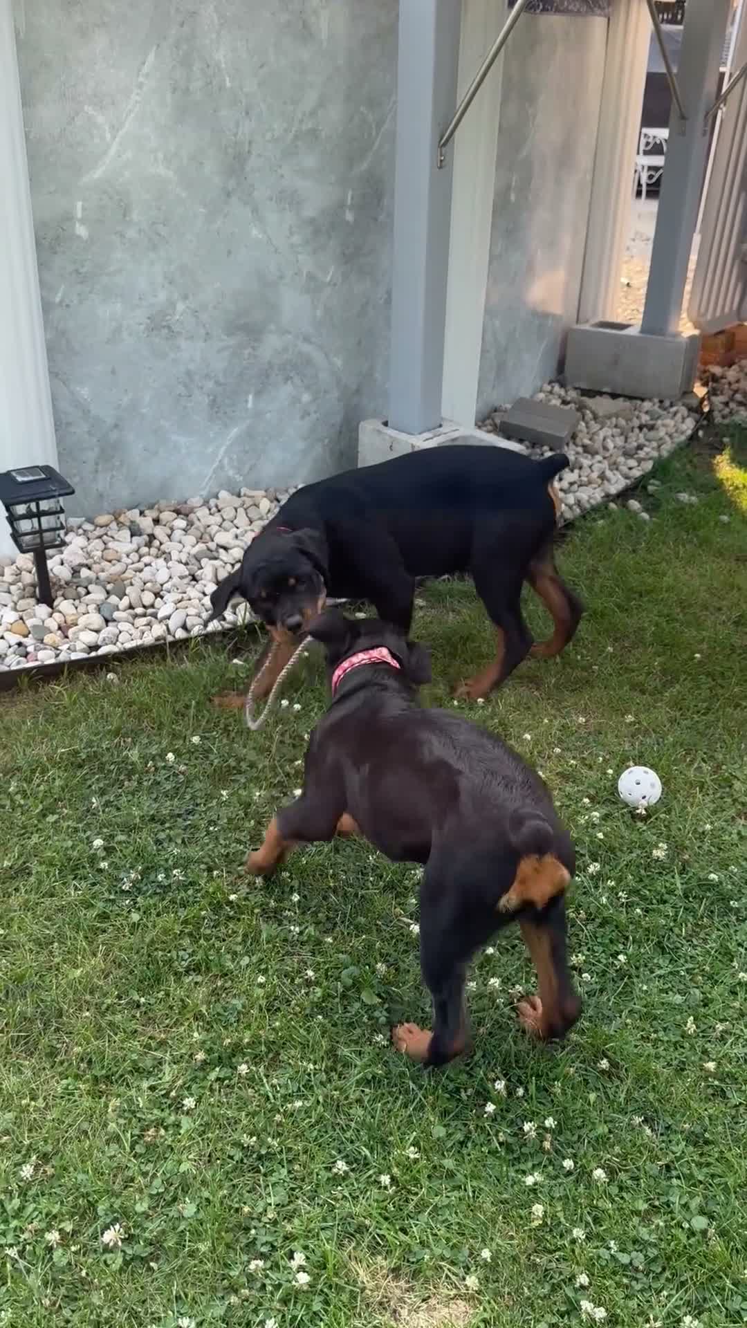 Rottweiler dogs for sale:  Bella - Video 1