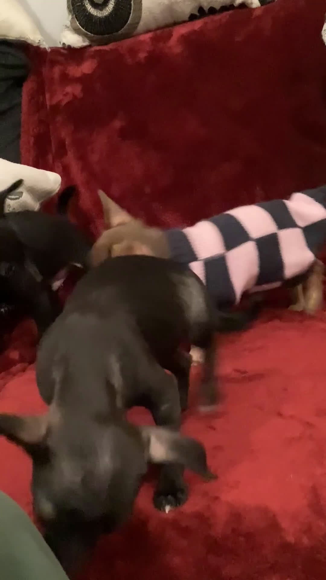 Chihuahua dogs for sale: Apple - Video 1