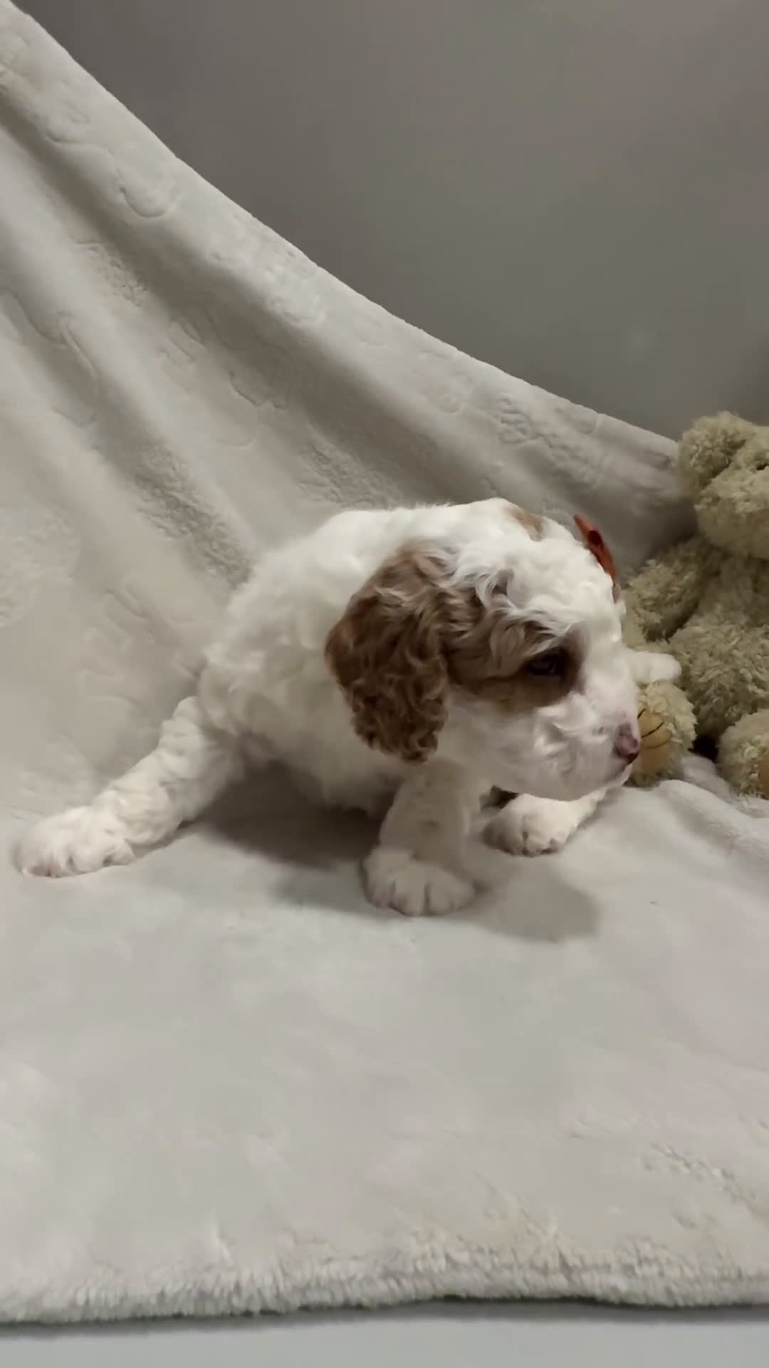 Cavapoo dogs for sale: Rex - Video 3