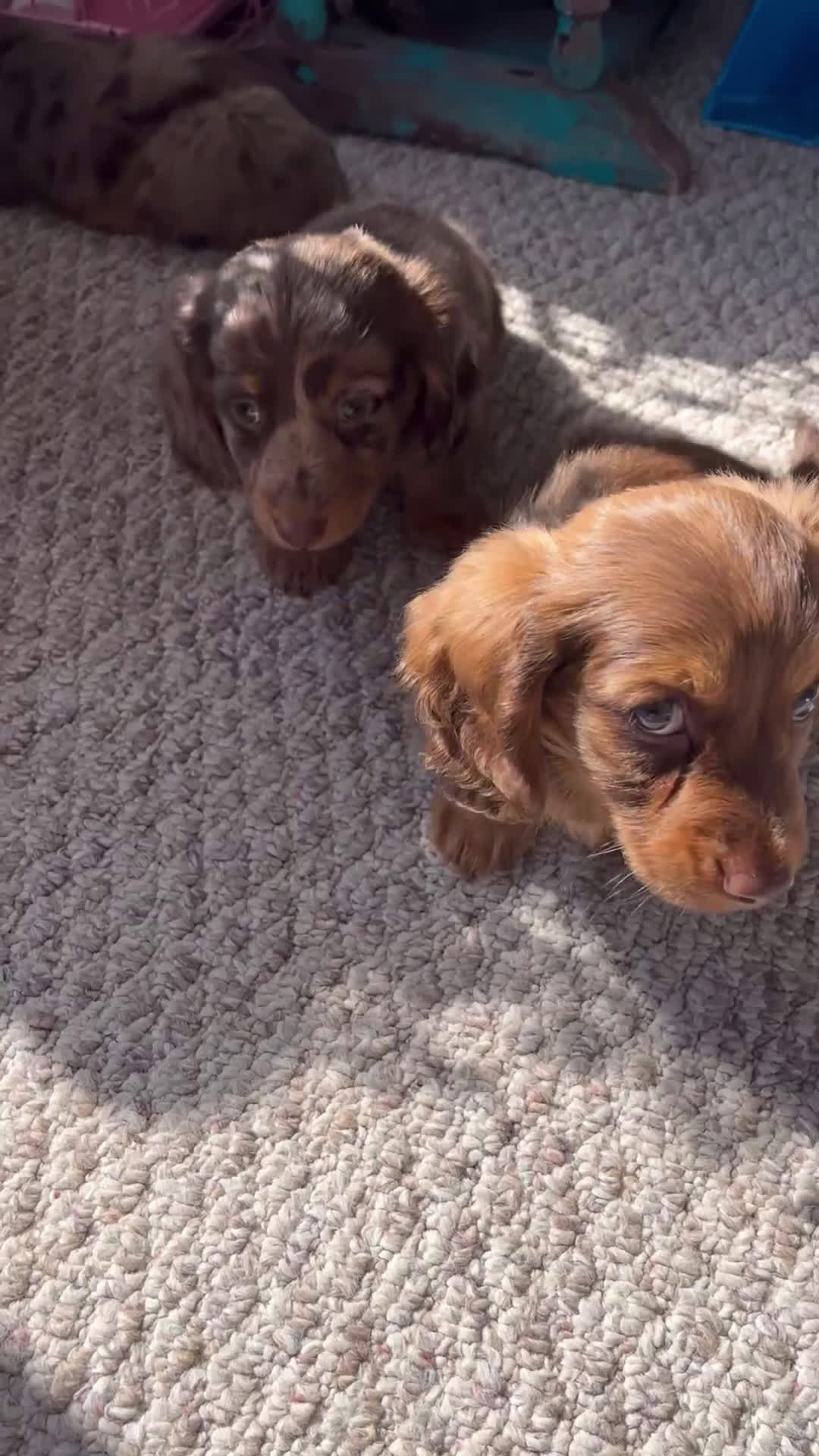 Miniature Dachshund dogs for sale: Odie - Video 2