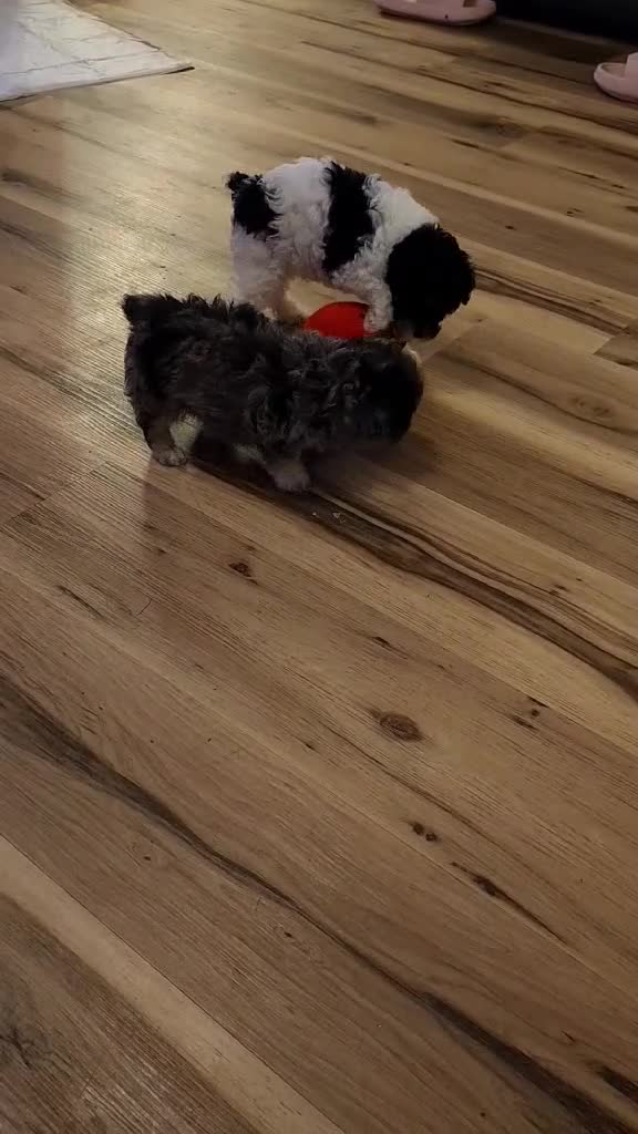Aussiedoodle dogs for sale: Aussiedoodle 2 - Video 1