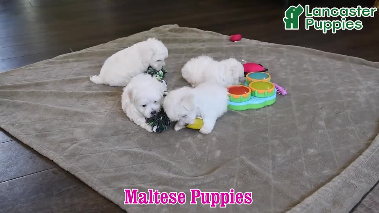 Maltese dogs for sale: Betsy - Video 1