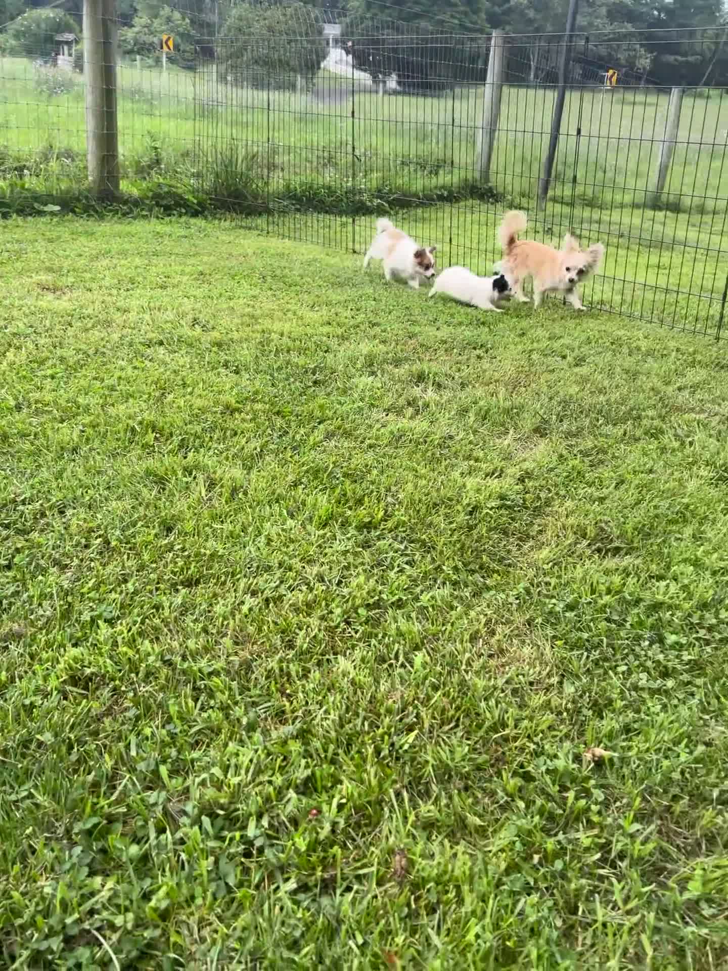 Papillon dogs for sale: Simba - Video 1
