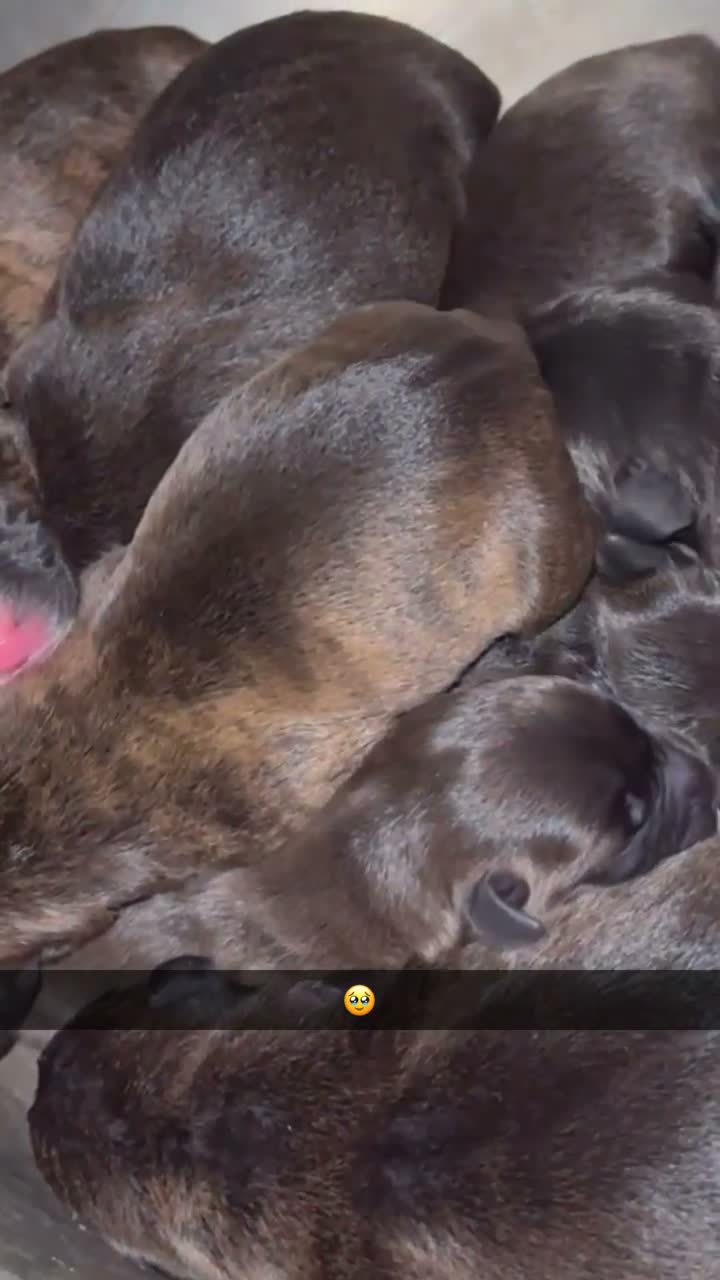 Mixed Breed dogs for sale: Mixed Breed 1 - Video 9