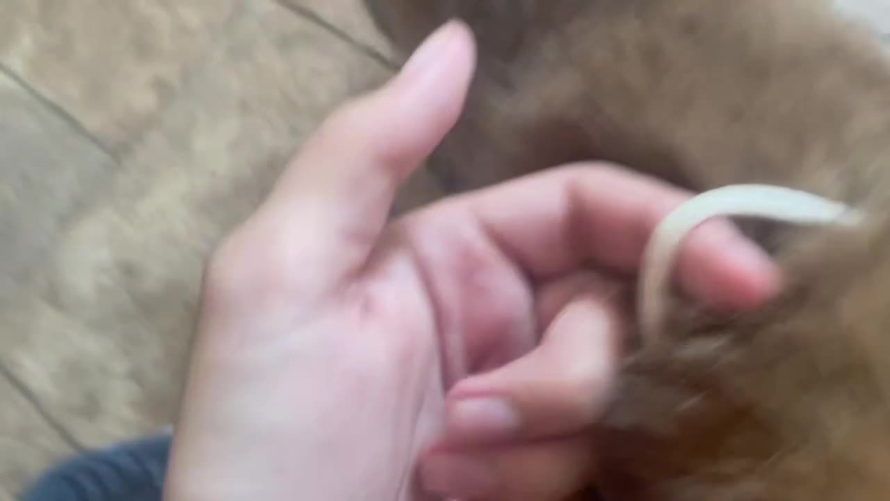 English Mastiff dogs for sale: English Mastiff 5 - Video 1