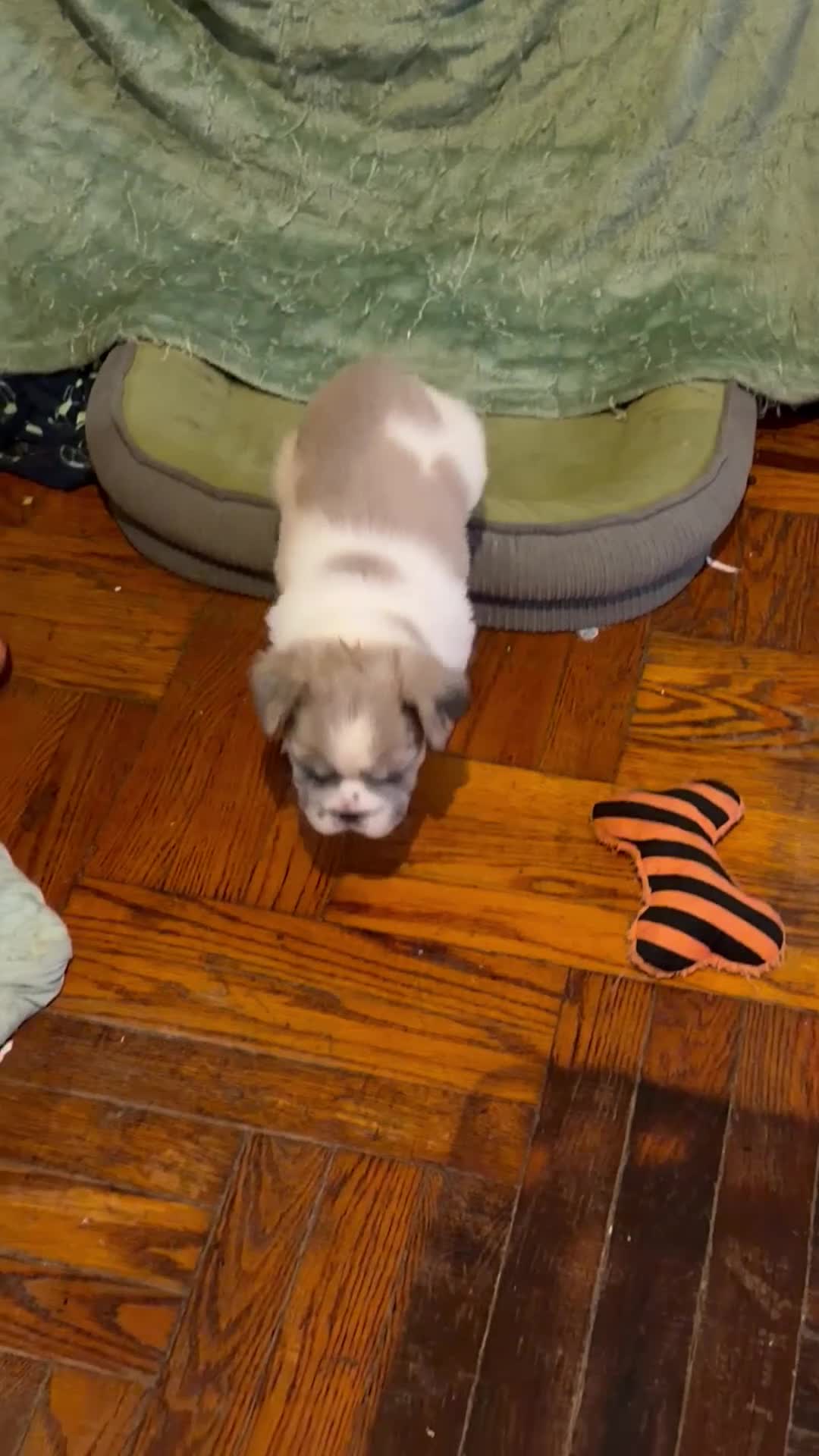 French Bulldog dogs for sale: ROSE - Video 2