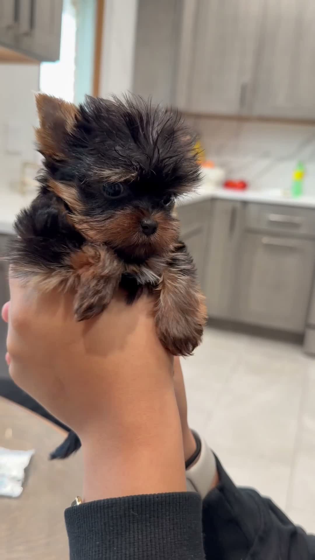 Yorkshire Terrier dogs for sale: Yorkshire Terrier 2 - Video 1