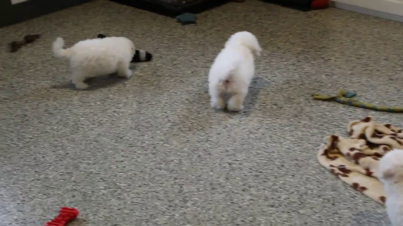Bichon Frise dogs for sale: Ellie - Video 1