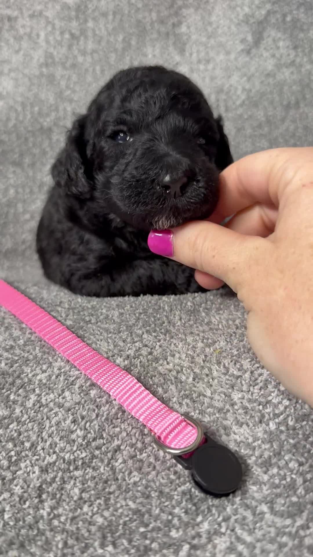 Standard Poodle dogs for sale: Fawn - AKC - Video 4