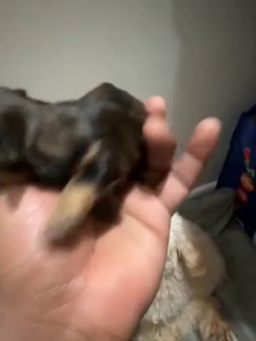 Yorkiepoo dogs for sale: Yorkiepoo Puppy 1 - Video 1