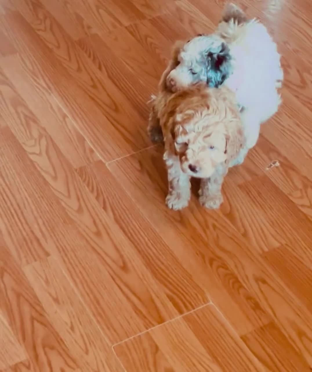 Aussiedoodle dogs for sale: Pink Collar  - Video 1