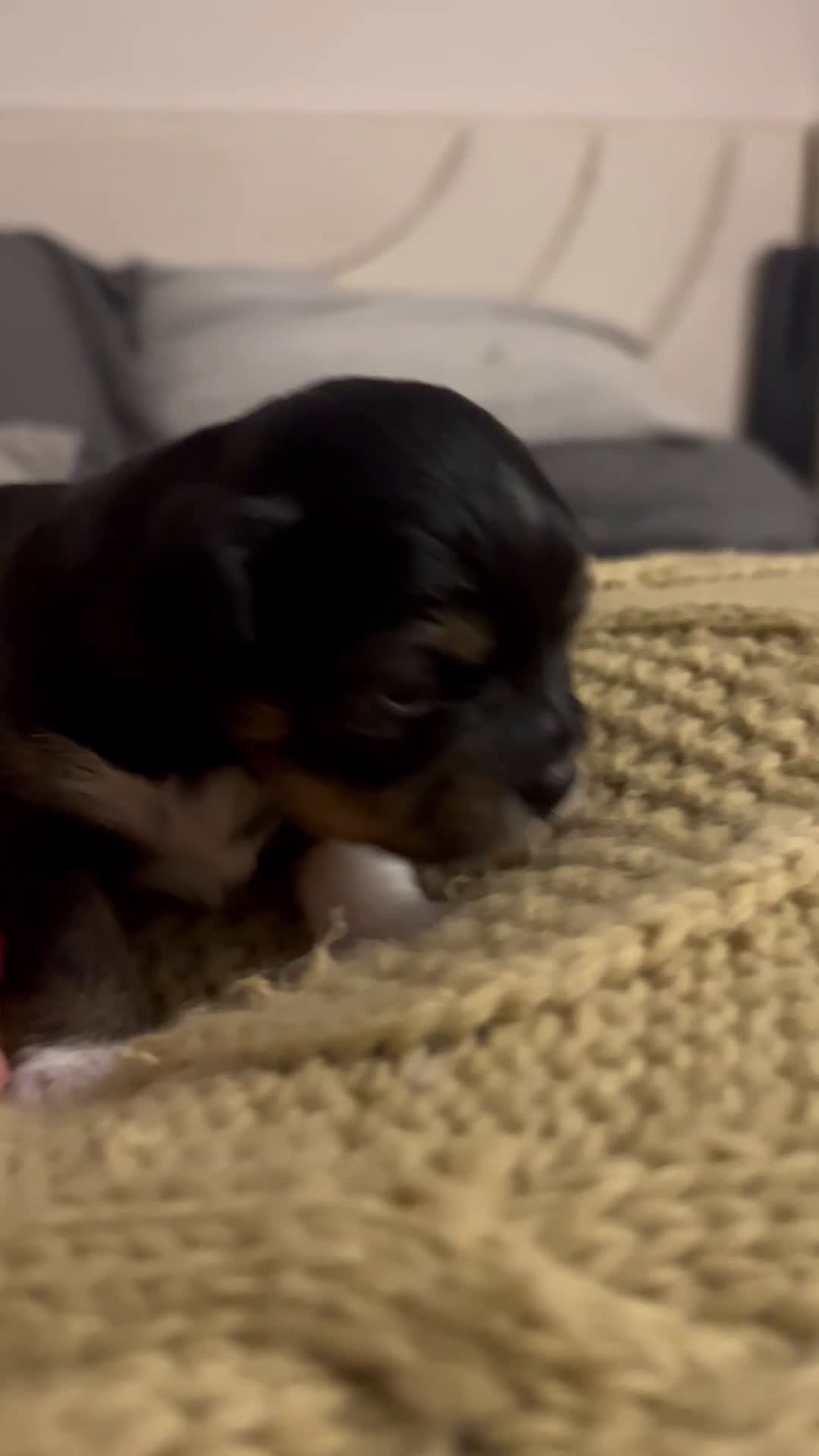 Chihuahua dogs for sale: Chihuahua Puppy 3 - Video 2