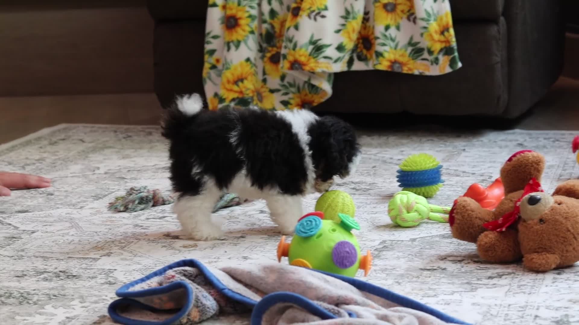 Miniature Poodle dogs for sale: Dawson (AKC) - Video 1