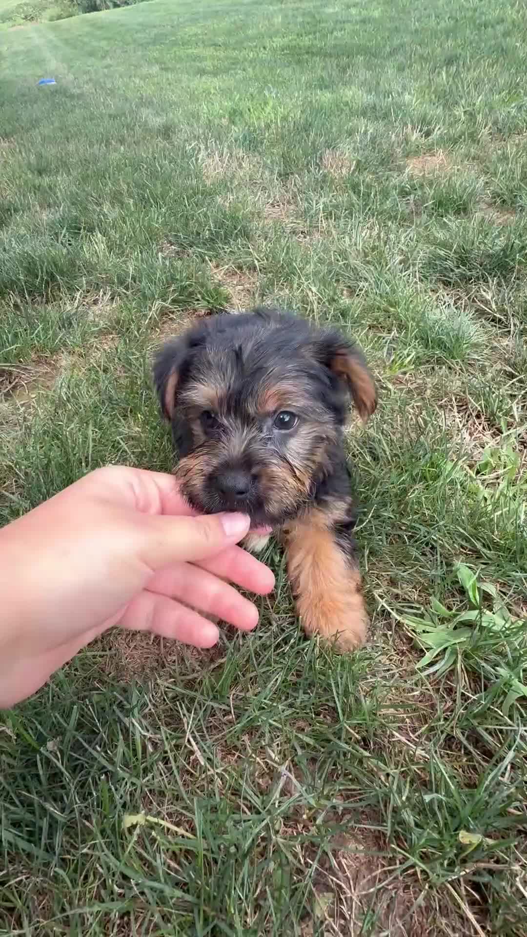Yorkshire Terrier dogs for sale: Koby - Video 1