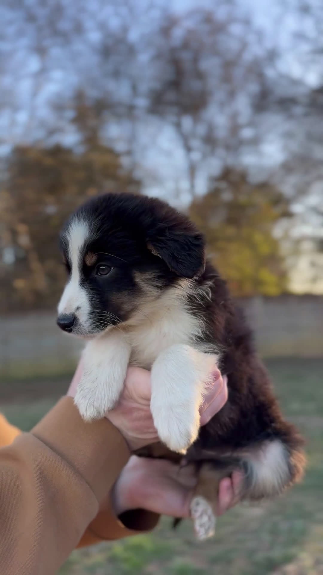 Miniature Australian Shepherd dogs for sale: Bennett - Video 1