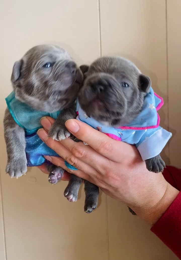 French Bulldog dogs for sale: Frenchie - Video 1
