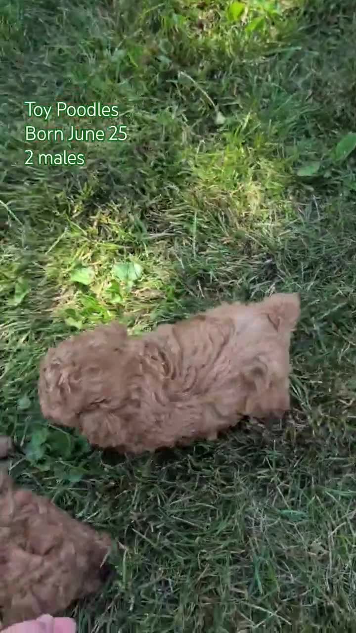 Toy Poodle dogs for sale: Max - Video 3