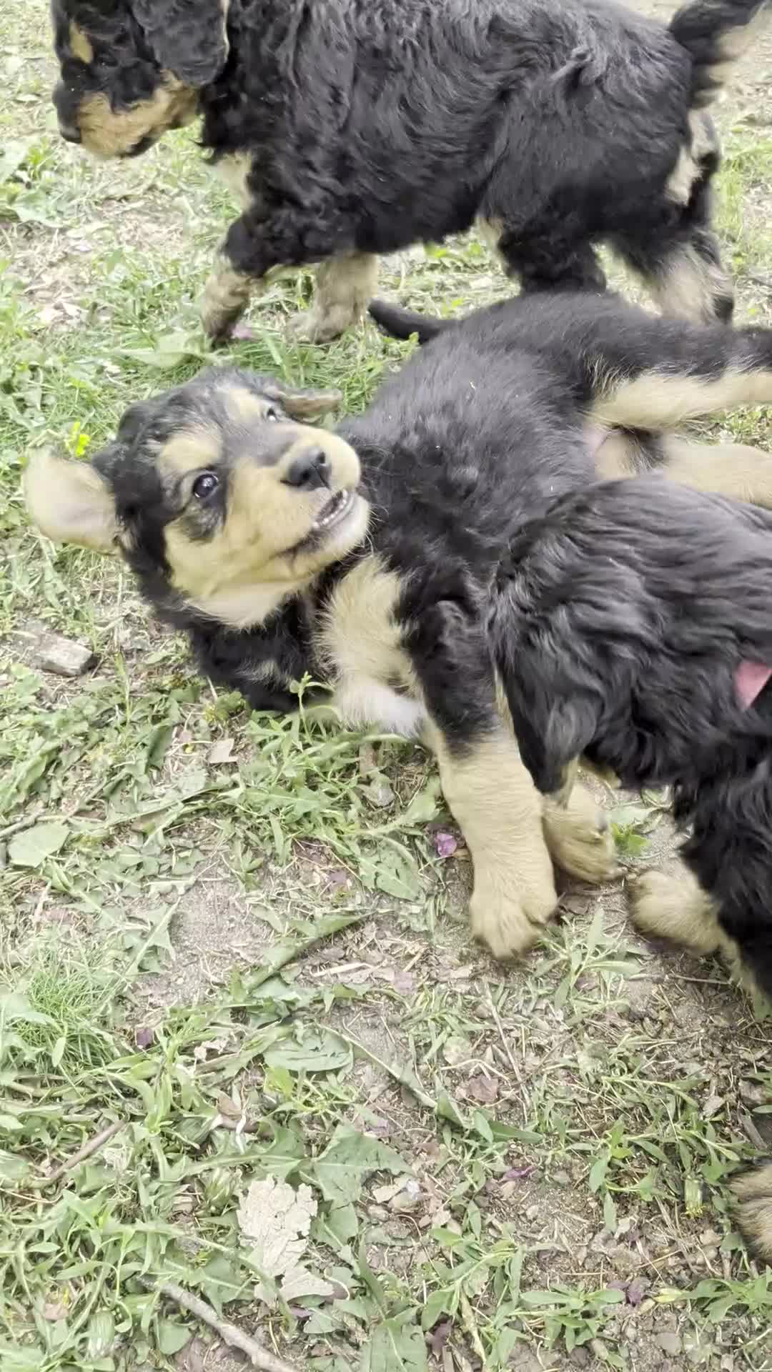 Mixed Breed dogs for sale: Mort - Video 1