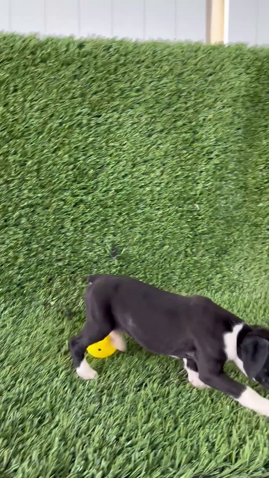 Boxer dogs for sale: Paige - Video 1