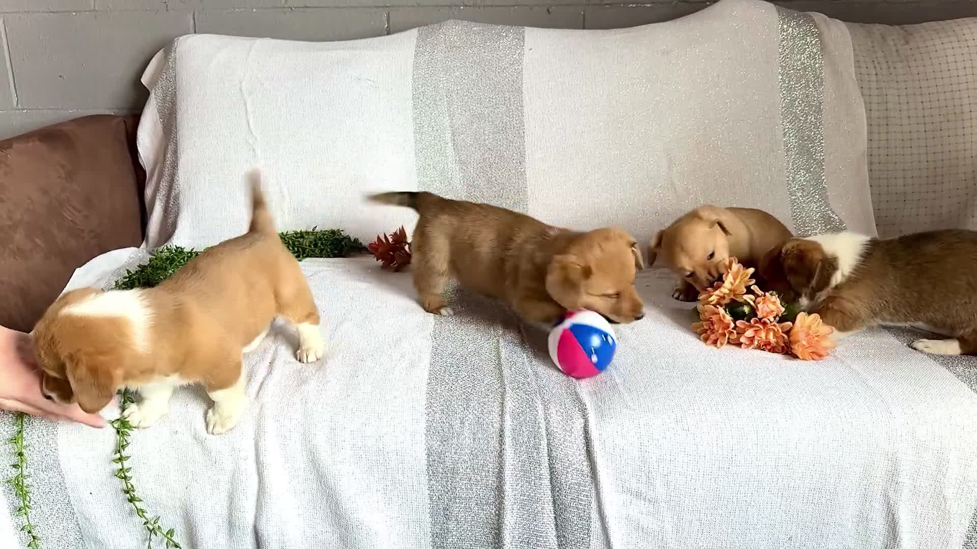 Mixed Breed dogs for sale: Biscuit - Video 1