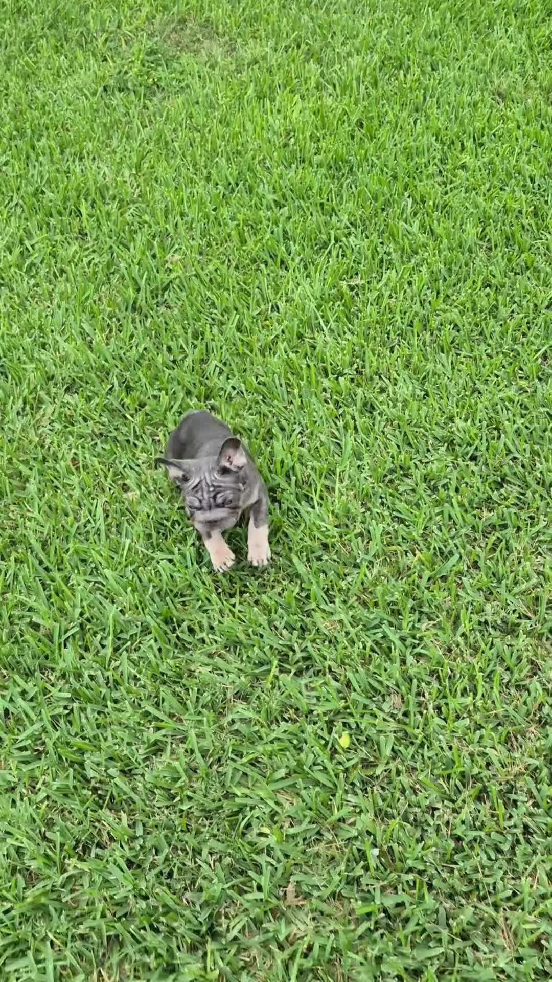 French Bulldog dogs for sale: Juju Big Rope Fluffy Carrier - Video 2