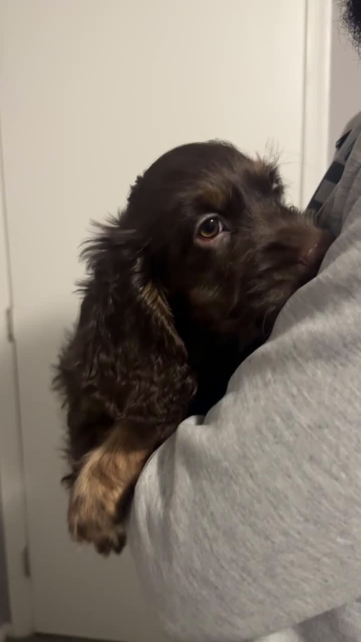 Cockapoo dogs for sale: Cockapoo Puppy 2 - Video 1