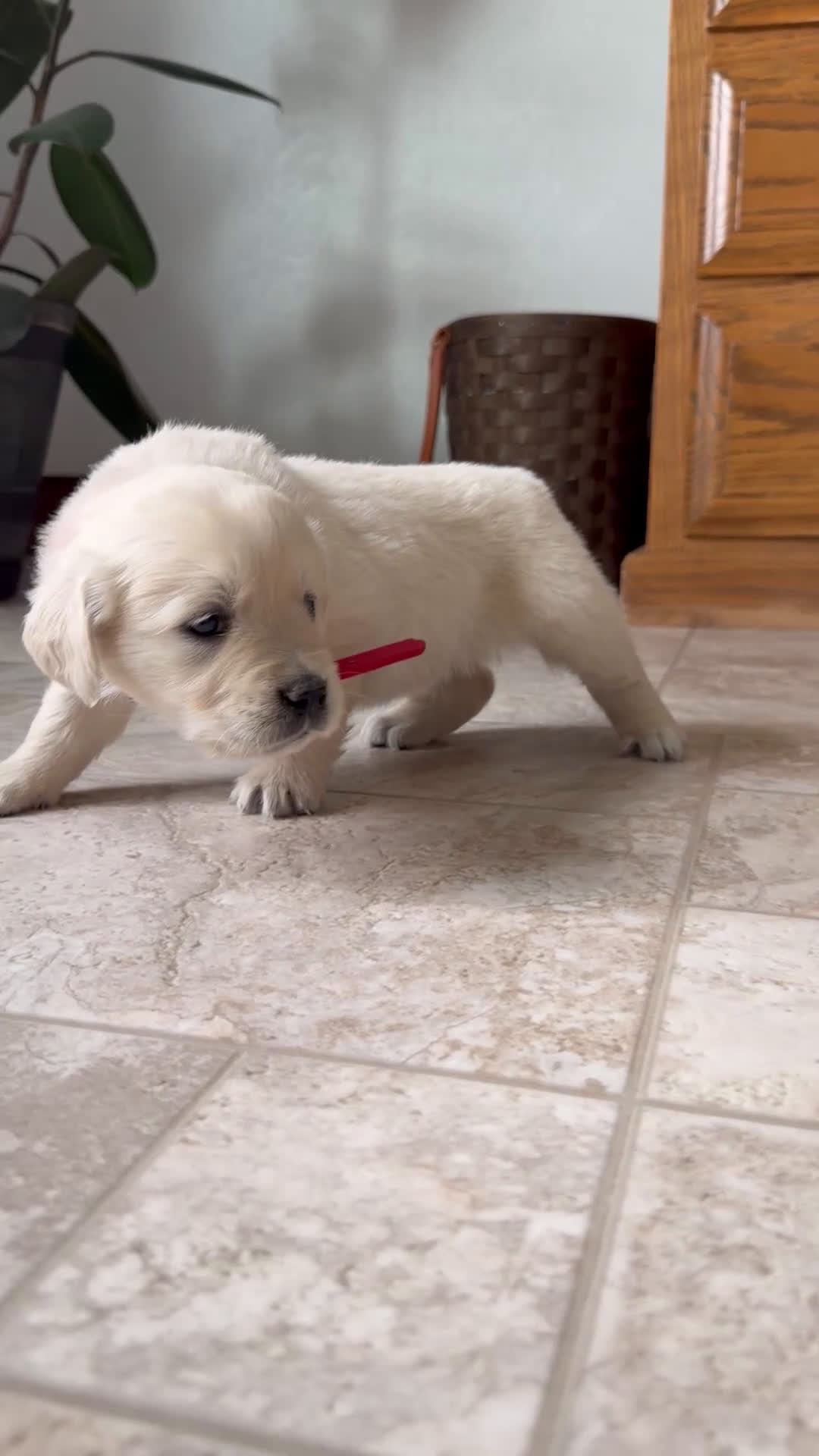 Golden Retriever dogs for sale: Bree - Video 1