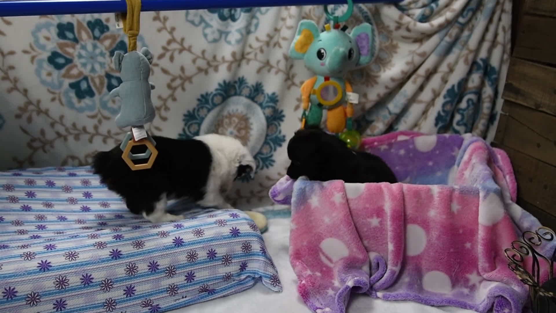 Toy Australian Shepherd dogs for sale: Banjo - Video 2