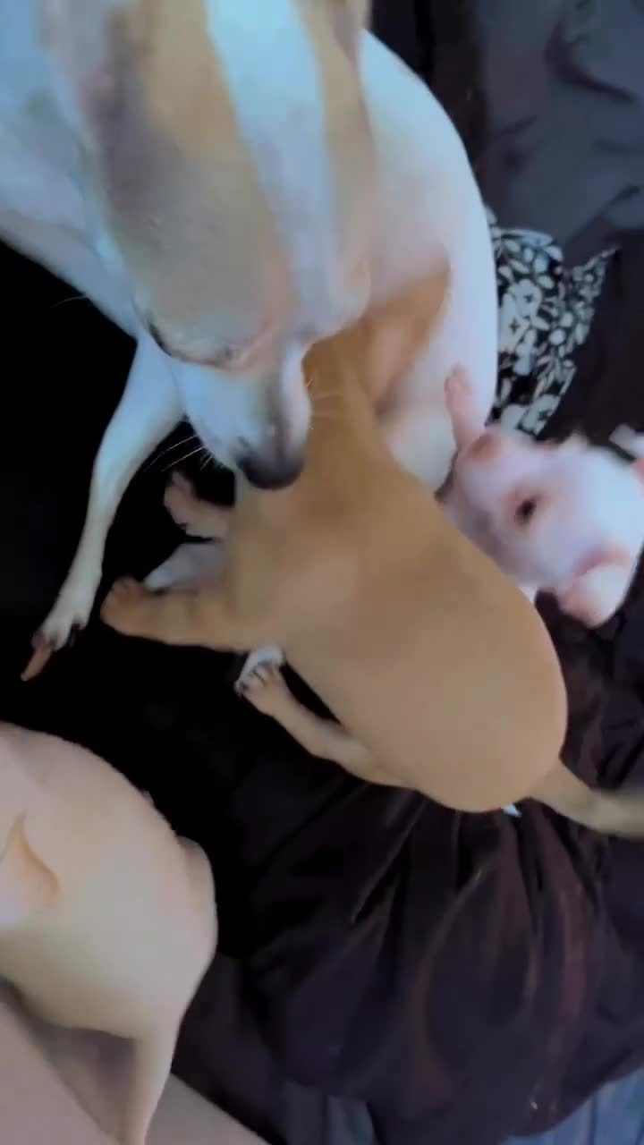 Mixed Breed dogs for sale: Mixed Breed Puppy 3 - Video 3