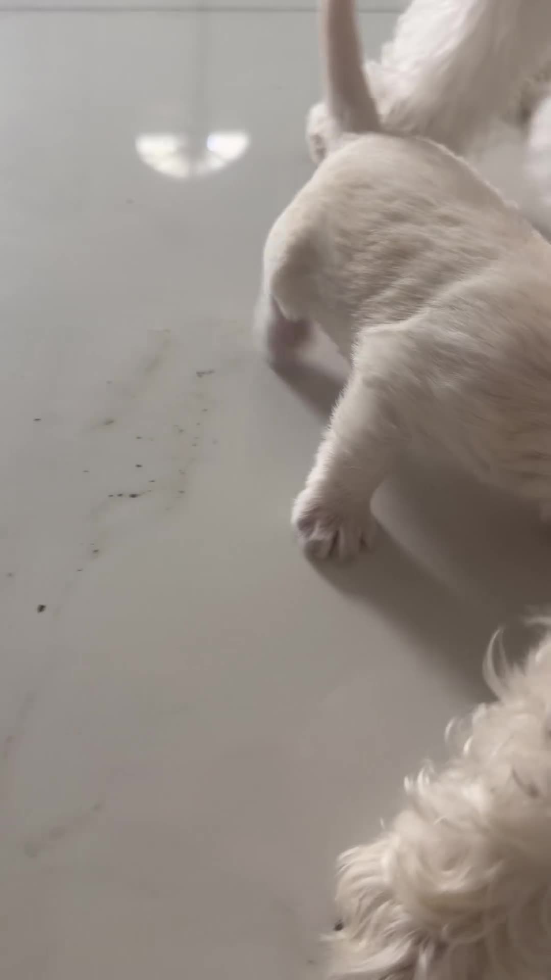 Miniature Schnauzer dogs for sale: Miniature Schnauzer Puppy 1 - Video 1