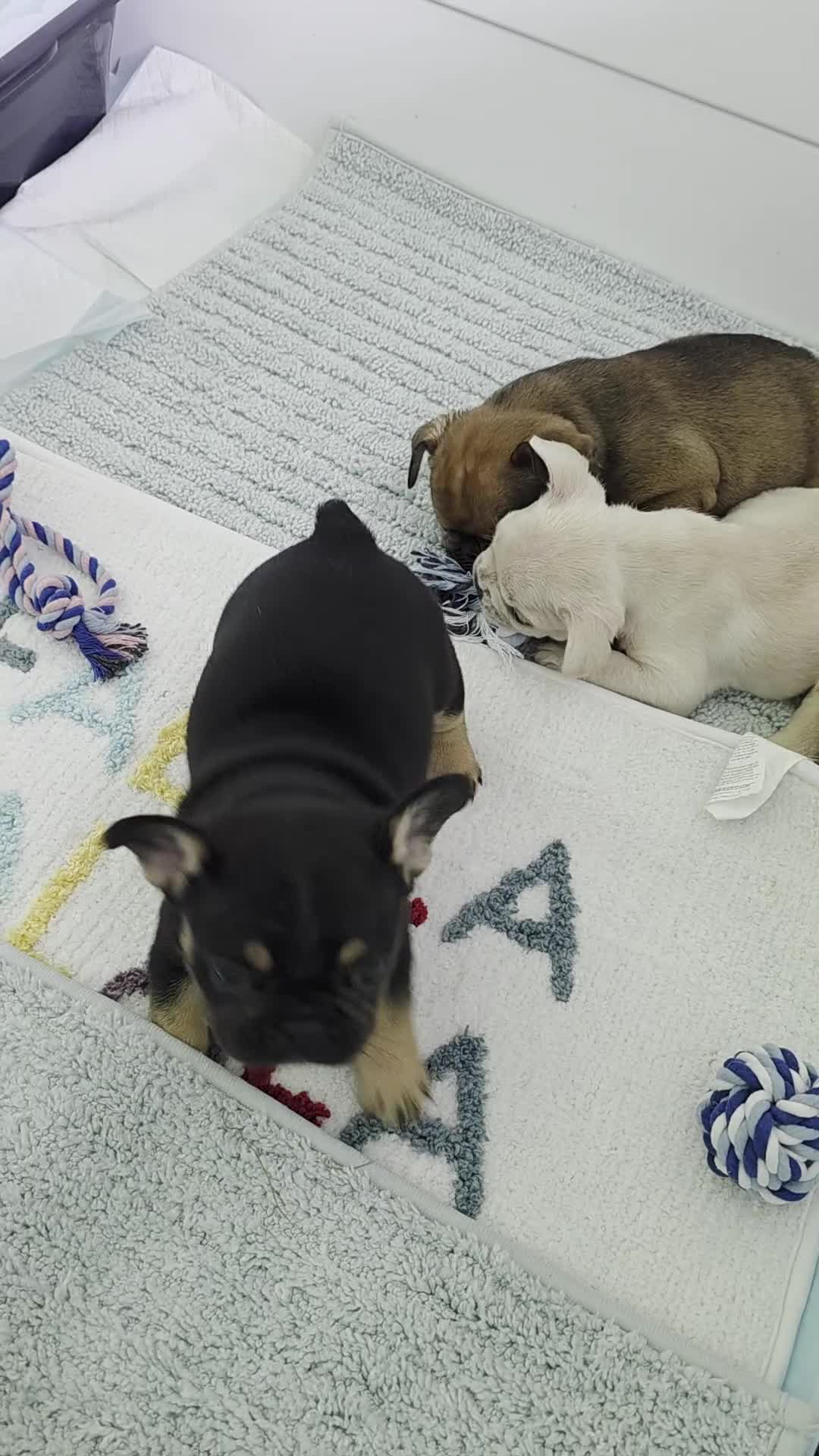 French Bulldog dogs for sale: Padme Amidala  - Video 1