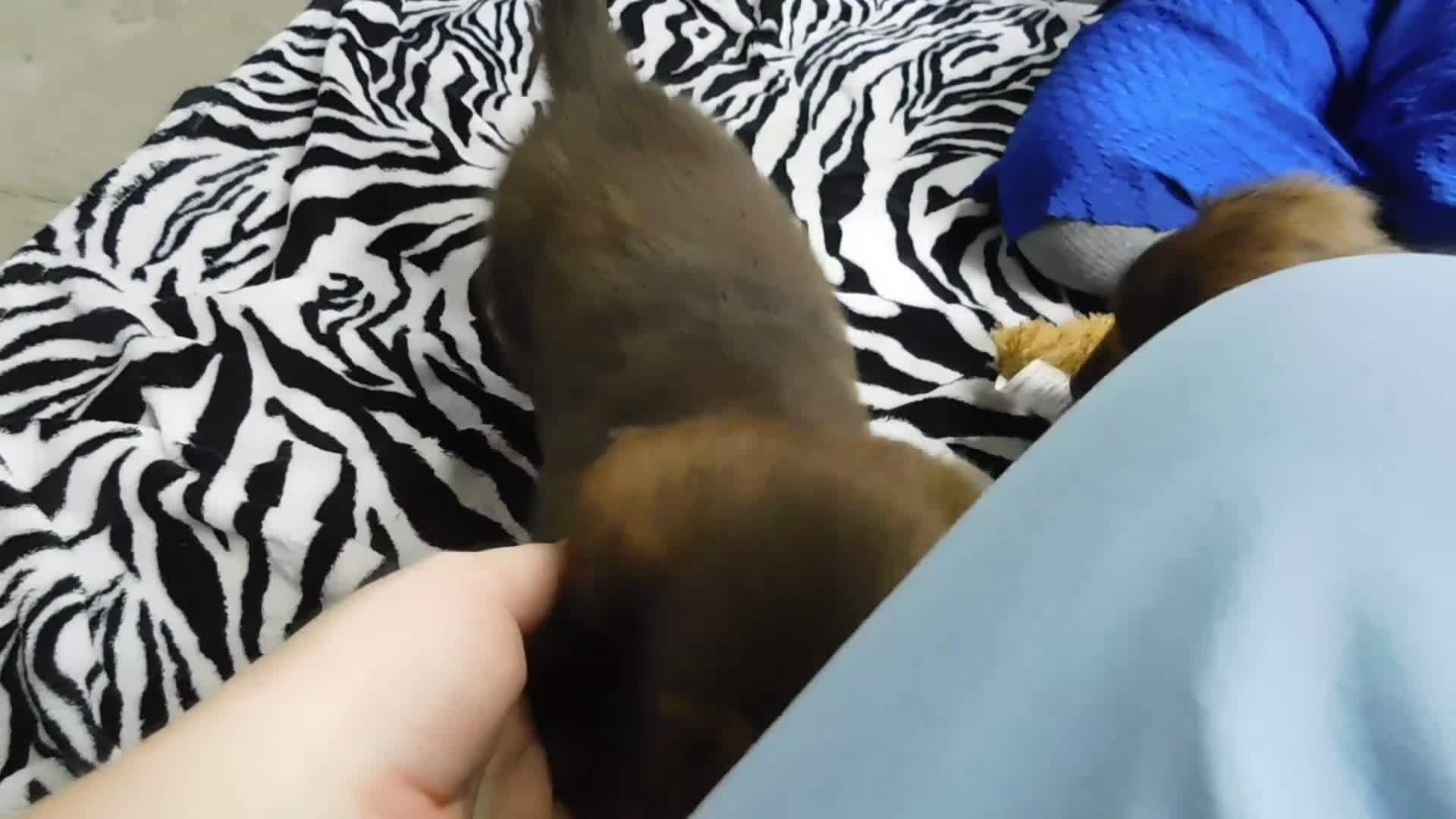 Miniature Dachshund dogs for sale: AKC Alice - Video 4