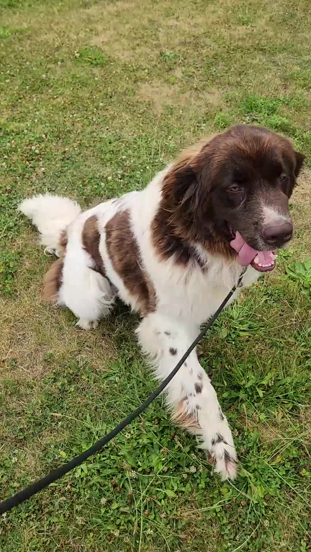 Newfoundland dogs for sale: Keira - Video 1