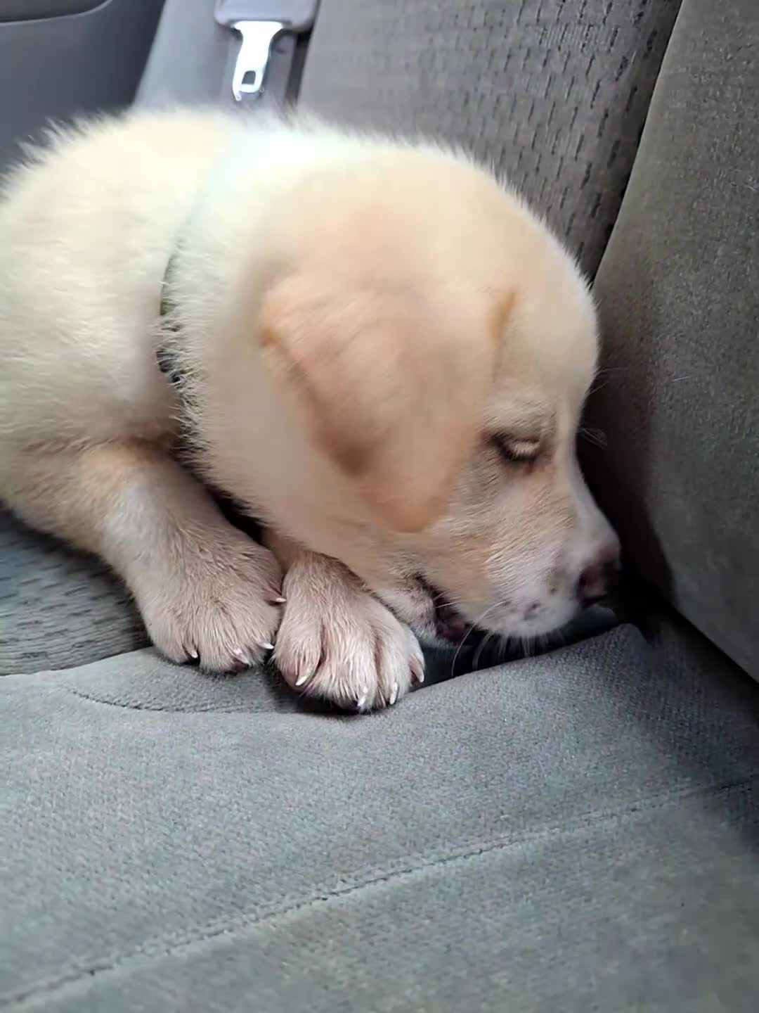 Mixed Breed dogs for sale: Mixed Breed Puppy 1 - Video 2